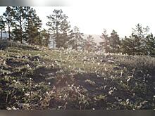 Собственник земельного участка заплатит штраф за сорняки