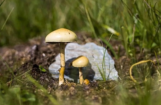 В Ростовской области 15 человек отравились грибами