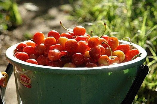 Апрельские заморозки нанесли ущерб урожаю в садах Кубани и юга России