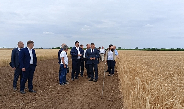 В Волгоградской области проходит день поля «Волжская нива»