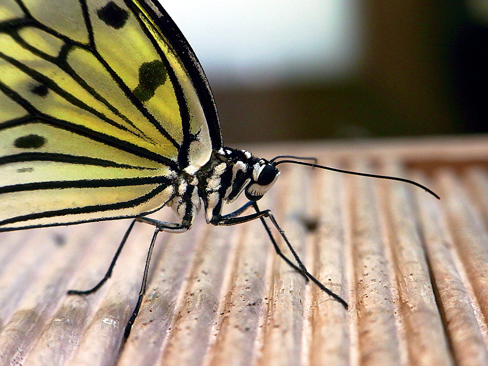 Парк бабочек, Сингапур, Сингапур