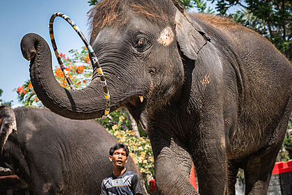 Слоненка довели до смерти на потеху туристам