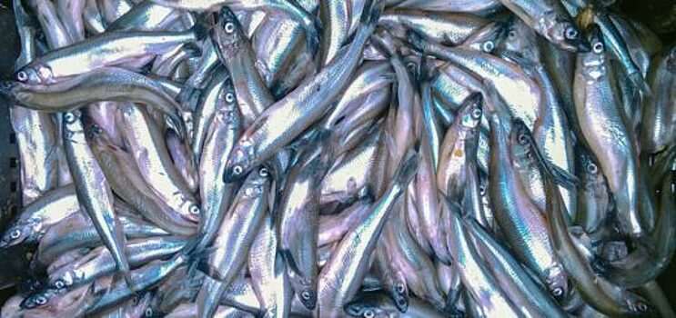 Западно-Балтийское управление выдало 106 разрешений на добычу рыбы в следующем году