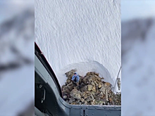 На юге Красноярского края спасли туристку с горного хребта