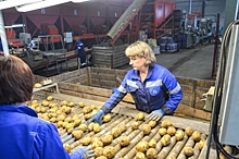 «Единая Россия» отправит в ЛНР 150 фур с картофелем