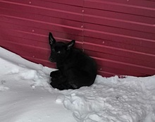 «Лапа уже примёрзла»: в Ноябрьске волонтёры спасают погибающего на холоде щенка