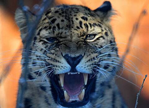 Российский леопард-переселенец стал самым восточным в мире