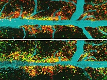Иммунология: мононуклеарные фагоциты могут способствовать и ингибировать воспаление
