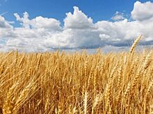 Татарстан впервые отправил в Китай пшеницу и горох