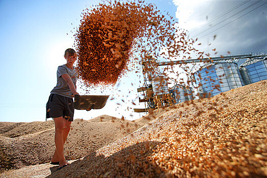 Белоруссия на полгода ввела запрет на вывоз зерна