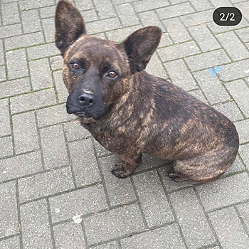 На Кубани собаку с необычной окрасом выкинули из машины