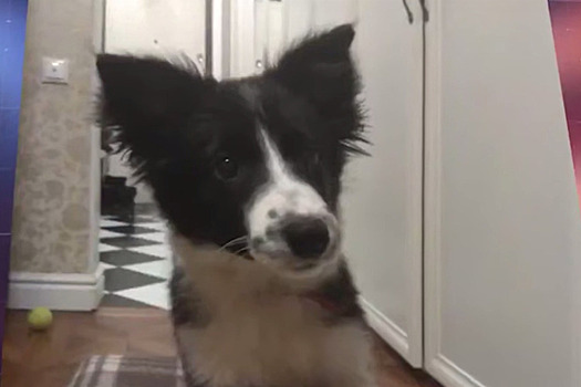 Бордер-колли Симу, похищенную у гаража, обнаружили убитой