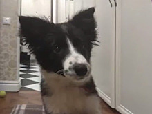 Бордер-колли Симу, похищенную у гаража, обнаружили убитой