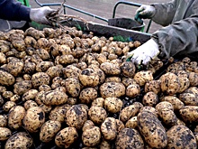 В Орловской области Департамент сельского хозяйства распределит субсидии на картошку