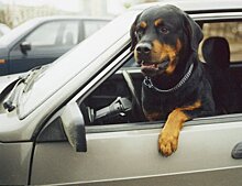 Москвичам хотят запретить держать в квартирах крупных собак
