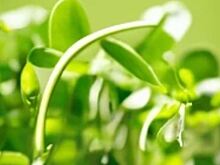 Оцинкованная микрозелень поможет человечеству пережить ядерный или космический катаклизм