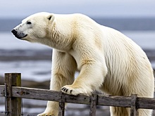 На Чукотке школьники боятся выходить из школы из-за белых медведей