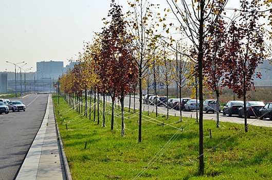Более 13 тысяч деревьев высадили в Москве в рамках месячника по благоустройству города