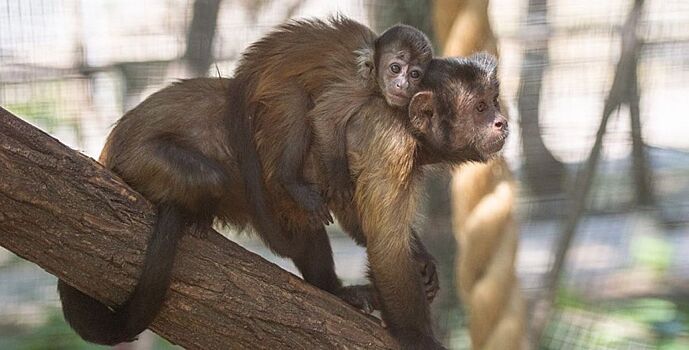 В Ростовском зоопарке родился детеныш бурых капуцинов