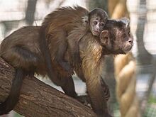В Ростовском зоопарке родился детеныш бурых капуцинов