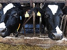 В Московской области отобрали лучших породистых молочных коров