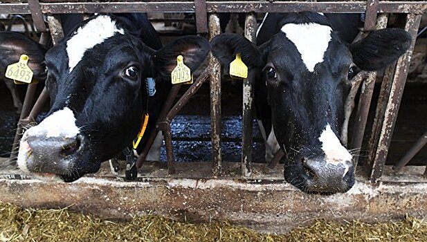 В Московской области отобрали лучших породистых молочных коров
