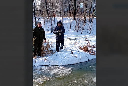 «Пара распалась: самка улетела»: охотоведы рассказали о травмированном селезне с реки Бурхановка