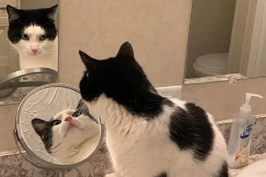 Кошка, смотревшая в два зеркала, поразила Сеть
