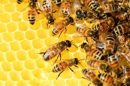 Не сладкая участь. Грозит ли массовая гибель сибирским пчёлам?