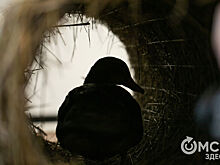 На водоёмах заметили первых диких утят: почему это важно