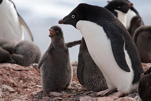 Климатический кризис вызвал резкое сокращение популяции пингвинов: Новости ➕1, 12.04.2022