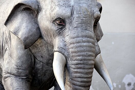 В Московском зоопарке 1 июня откроется выставка картин Ирины Макеевой «Земля слонов»