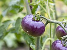 Фиолетовые ГМО-помидоры продлили жизнь мышей на 30%