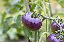Фиолетовые ГМО-помидоры продлили жизнь мышей на 30%