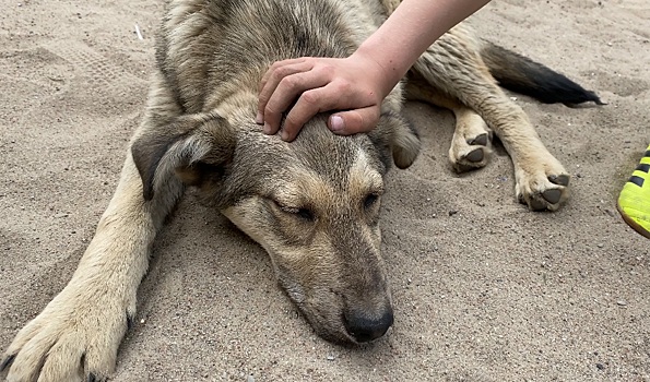 «Распылите перцовый баллончик»: как спастись от стаи собак и почему они могут напасть