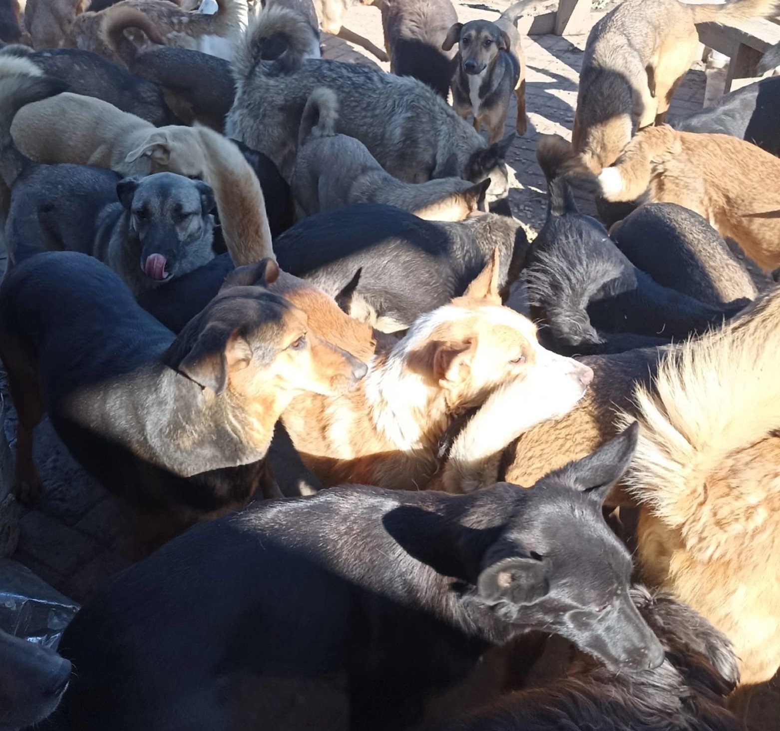 Курские зоозащитники собирают корм для брошенных животных из Шебекино