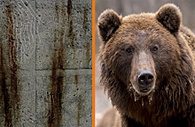 Медведи захватили завод в Сибири: они ушли, но на память исцарапали стены