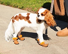 Люксовый зообренд представил крошечные угги для собак: фото
