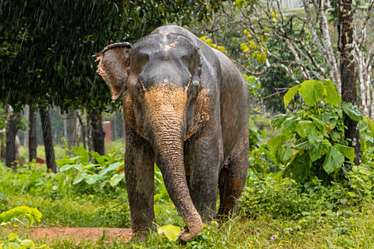 На Шри-Ланке арестовали трех мужчин, сжегших заживо слона