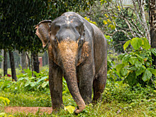 На Шри-Ланке арестовали трех мужчин, сжегших заживо слона