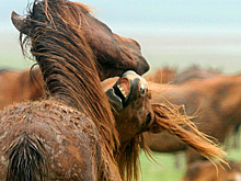 «Мы не знаем, почему они не уходят» История россиянина, который попал на единственный в Европе остров с дикими лошадьми