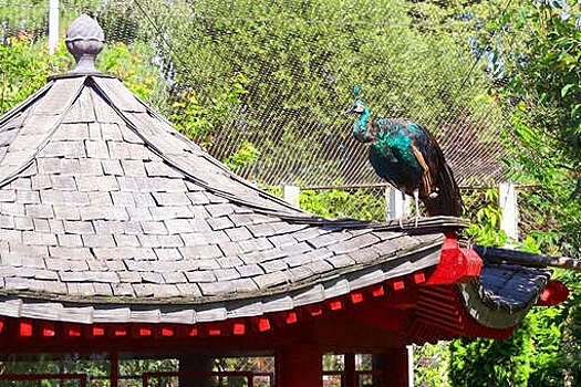 На новой трансляции Московского зоопарка можно следить за японскими журавлями