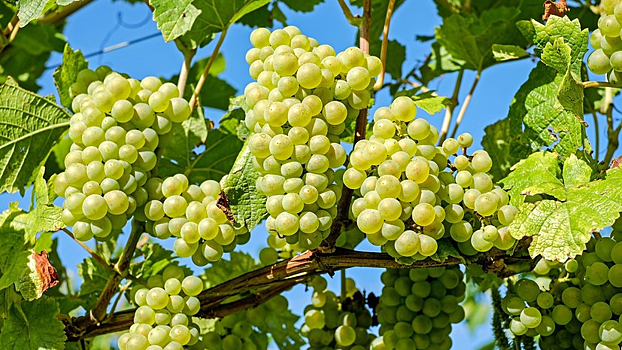 В Союзе виноградарей и виноделов оценили ситуацию с урожаем