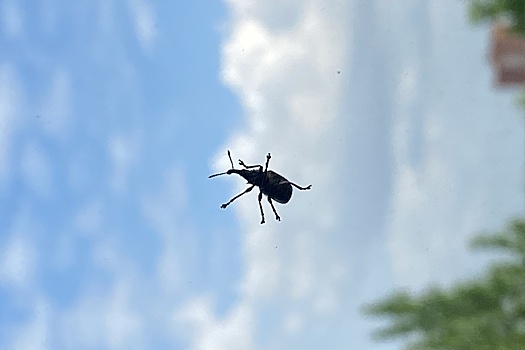 Туристы пожаловались на клопов в четырёхзвёздочном отеле в Египте