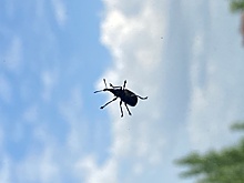 Туристы пожаловались на клопов в четырёхзвёздочном отеле в Египте