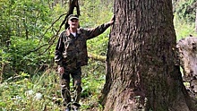 Лесничие обнаружили 300‑летний дуб в Одинцовском округе
