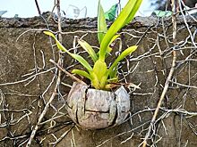 Революция растений