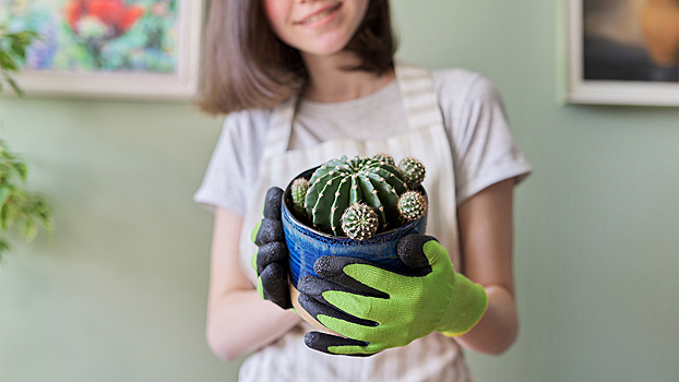 Даже кактус можно погубить: советы по уходу