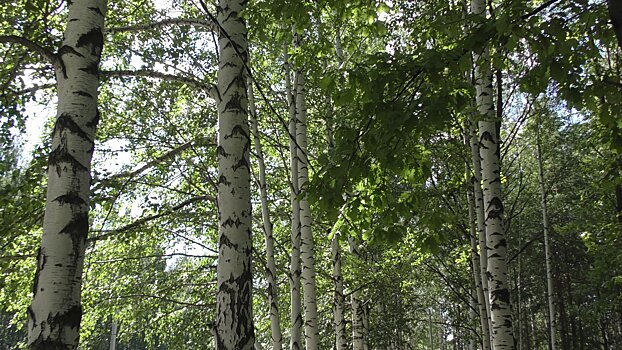 Двое браконьеров заплатили 400 тысяч рублей за отстрел лосихи в Красногорском районе Удмуртии