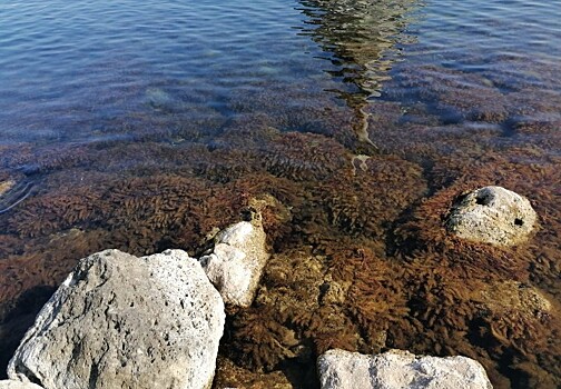 Наличие мазута в морской воде заповедника «Утриш» значительно ниже допустимых значений